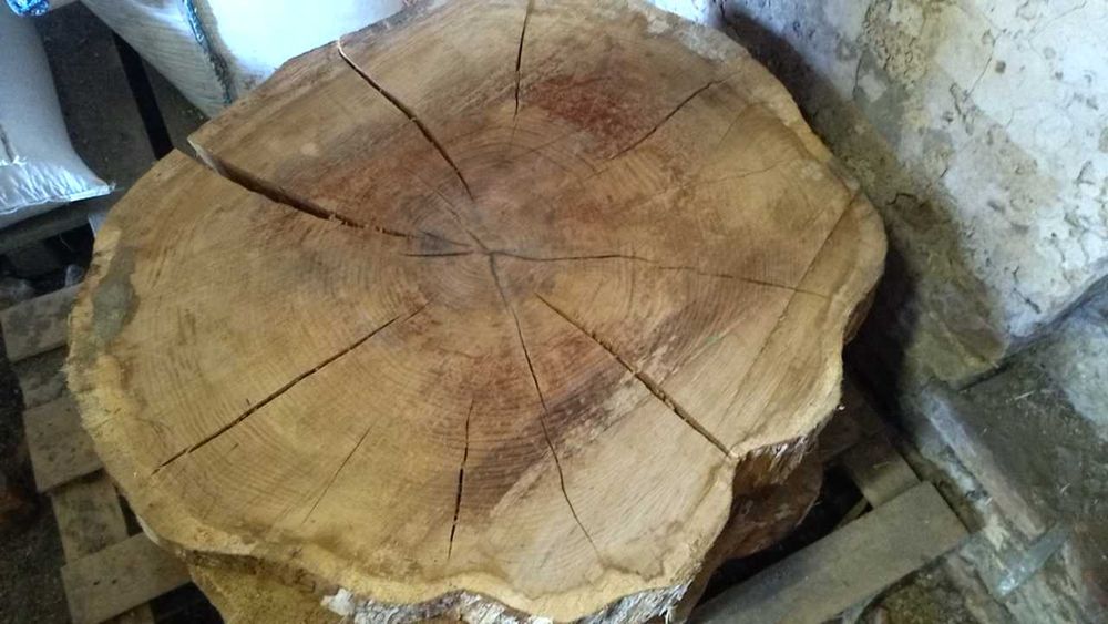 Plastry drewna dębu debu