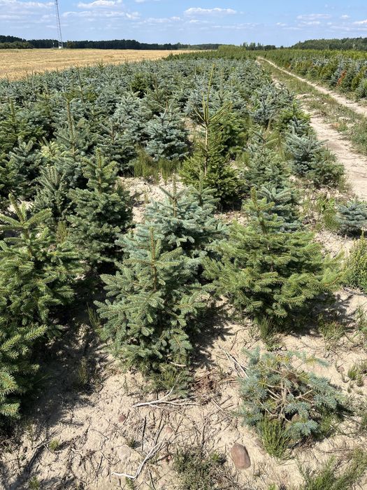 Świerk kłujący 80-120 cm rosnący w donicy