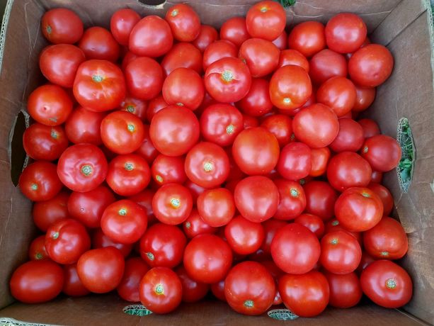 Продам вкуснейшие полевые помидоры оптом и мелким оптом с доставкой