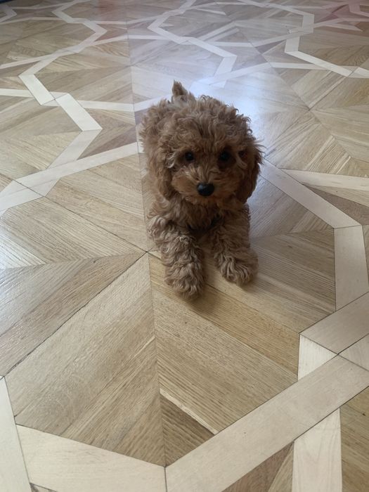 Цуценята той пудель.