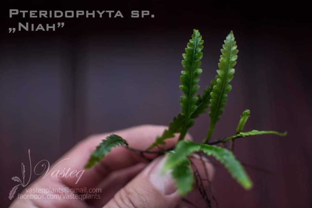 Pteridophyta "Niah" paproć do akwarium paludarium