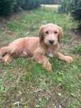 Goldendoodle mini .pies