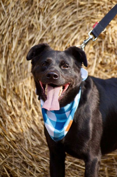 Serce na czterech łapach szuka swojego człowieka