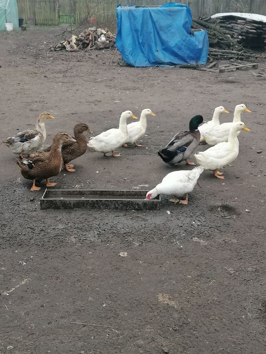 Sprzedam kaczki Pekin, Ruańskie, Piżmowe