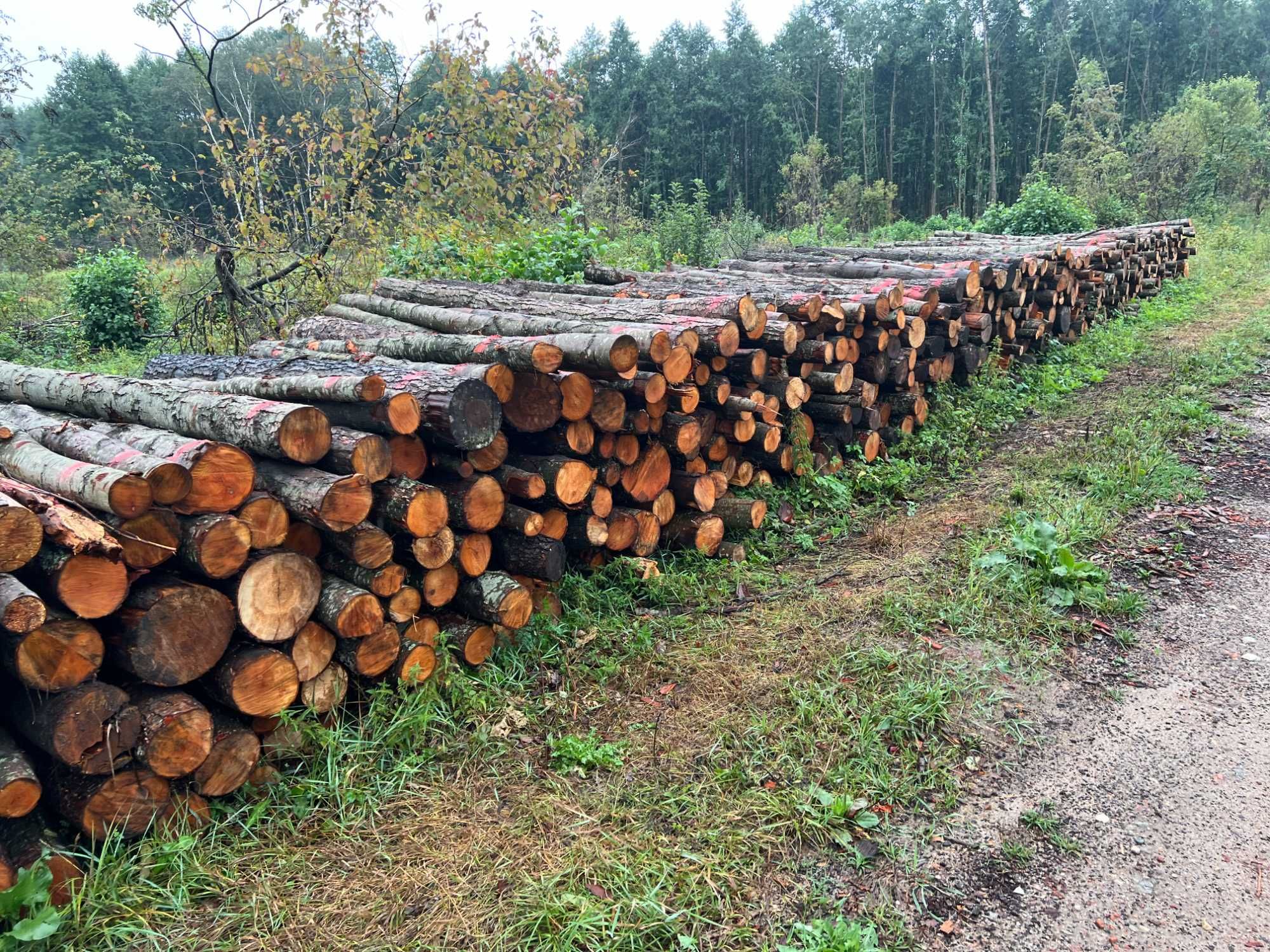 Drewno opałowe w wałkach –olcha, brzoza, buk, dąb, grab  z transportem