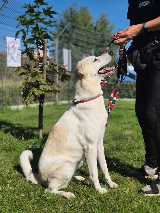 Piękna Samira szuka domu