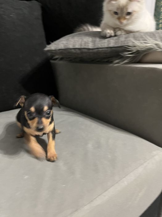 Pińczer miniaturowy ratlerek