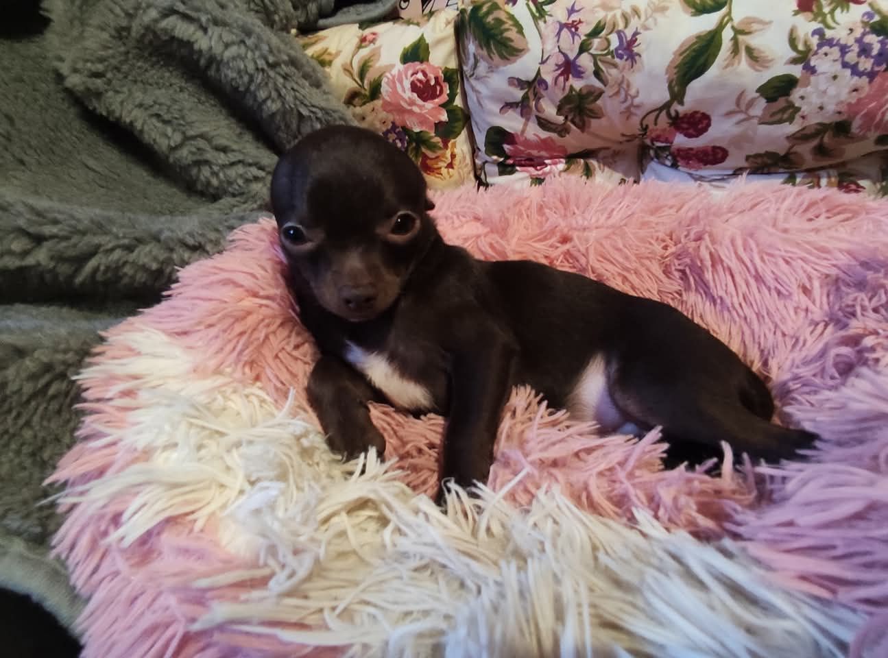 Cudny malutki piesek Chihuahua gorzka czekolada. GOTOWY DO ODBIORU.
