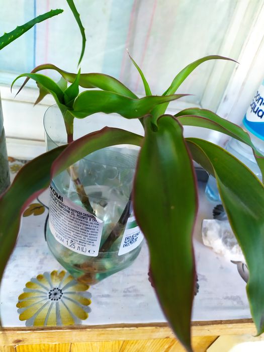 Золотий вус (лікарська рослина)