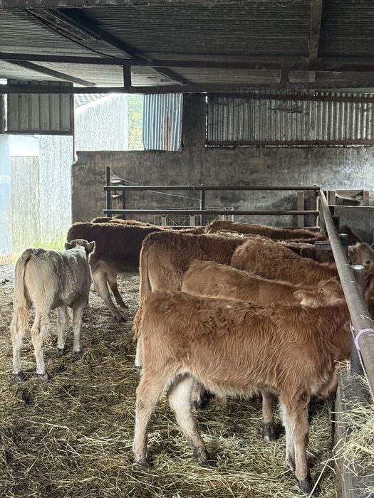 Vitelos e vitelas cruzados de limousine