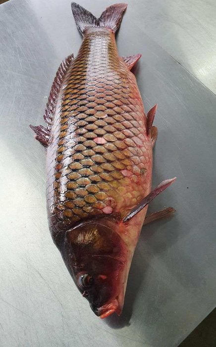 Свіжа річкова риба.Короп.Сазан.Щука.Сом.Судак.Морожена риба.Лінь.