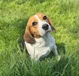 Beagle tricolor suka