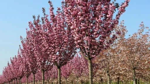 Wiśnie japońskie, drzewa ozdobne,Royal Burgundy,Kanzan,Umbraculifera