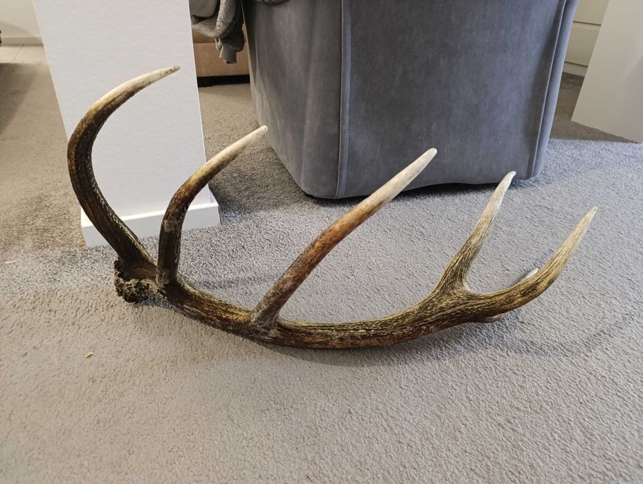 Poroże jelenia 2,1kg