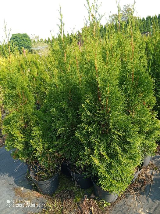 Tuje szmaragd wysokość 80-100cm oraz inne
