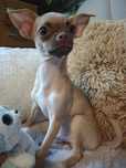 Szczeniaczek Chihuahua piesek