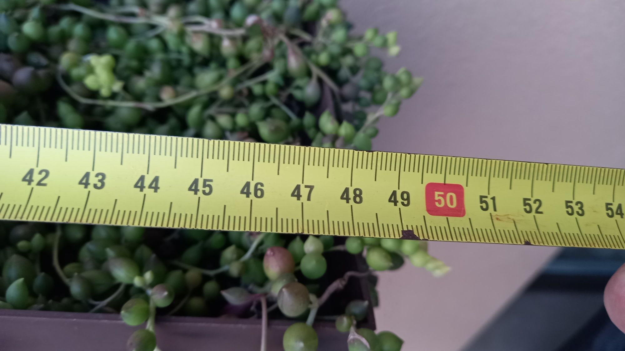 Senecio Rowleyanus ( colar de pérolas)