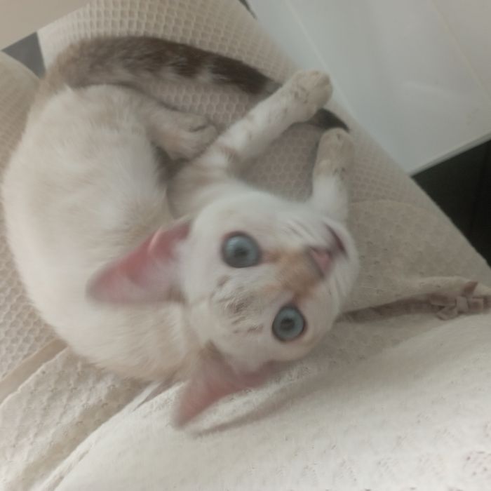 Gatinha branca com riscas cinza para adoção