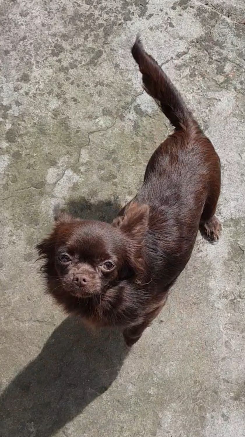 Chihuahua sunia długowłosa FCI