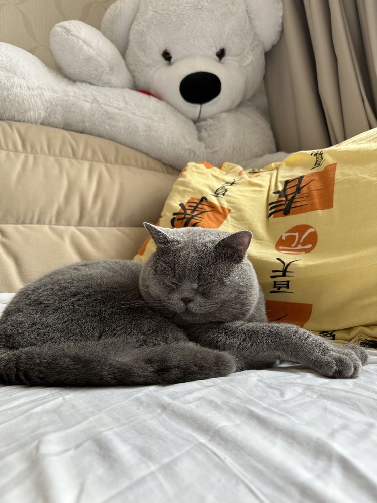 Вязка с лучшим котом Украины ! Шотландский кот прямоухий