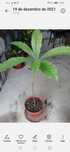 Abacateiro com + 60 cm