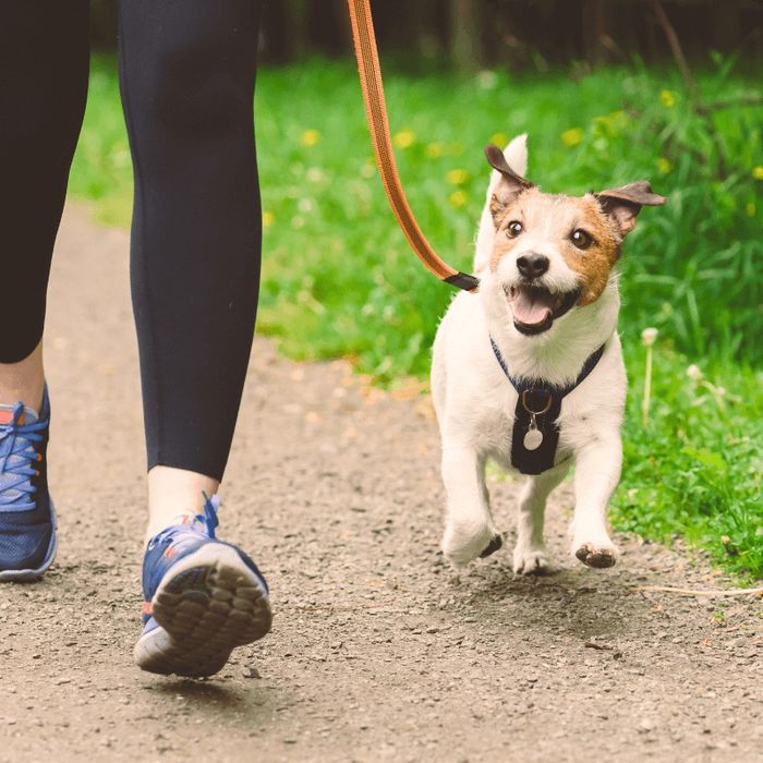 Dog walking e pet sitting