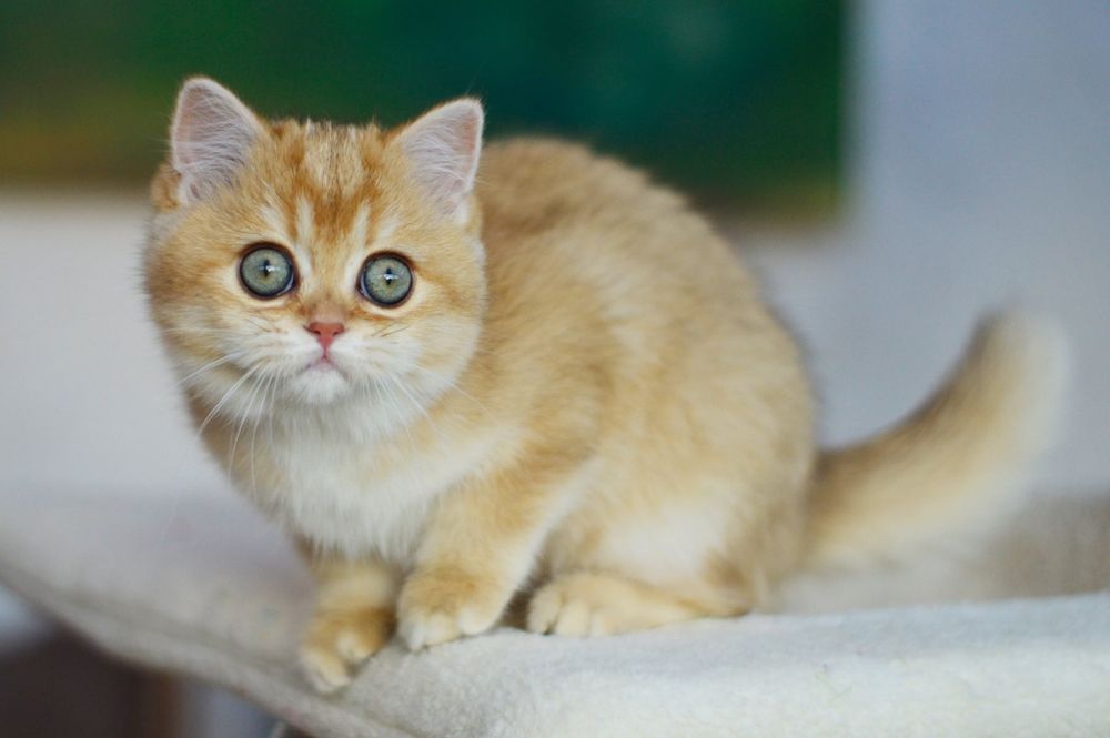 Kotka złota szynszylowa, rodowód FPL, możliwa opcja do hodowli