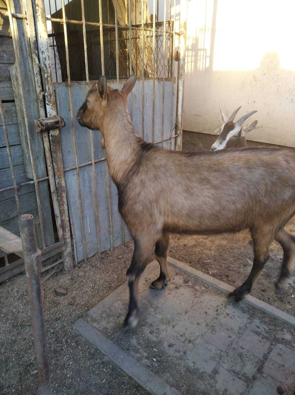 Альпийский 100% породный годичный безрогий козлик. Дешево.