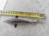 Jesiotr syberyjski 17 cm , Jesiotr rosyjski sterlet węgorz karp lin