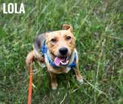 Staffikowata Lola, 1,5 roczna, kochana, lubi psy. Adopcja