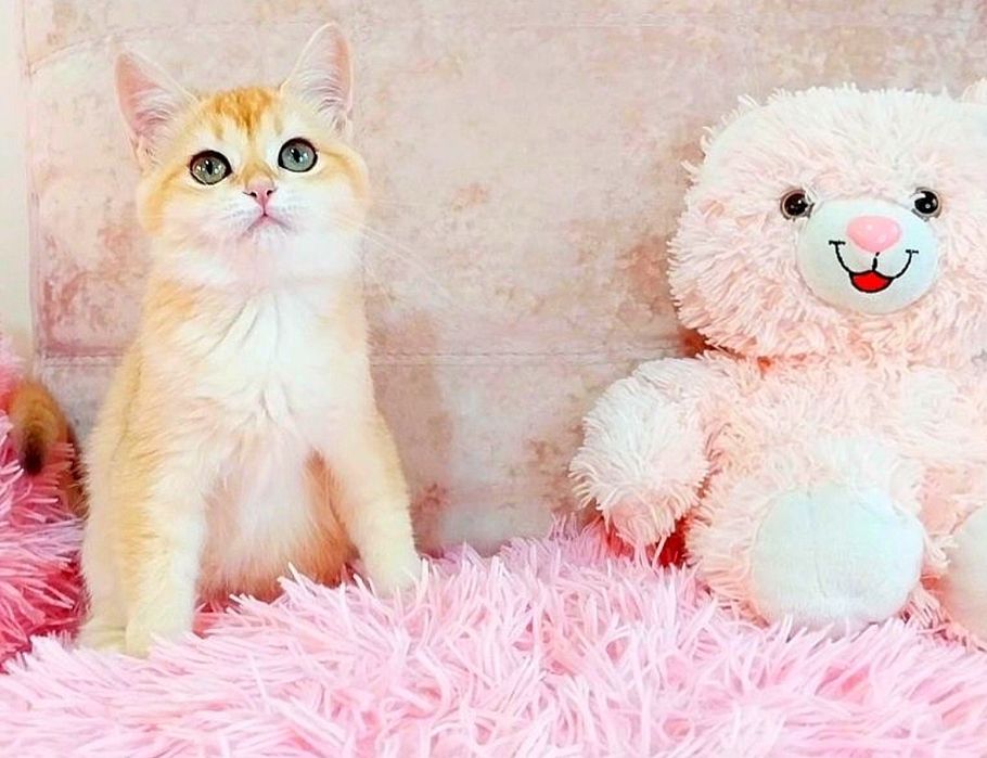 Сама нежность Зеленоглазая малышка шотландочка