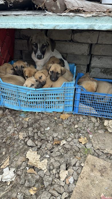 Вони не просять багато — лише дім і  любові