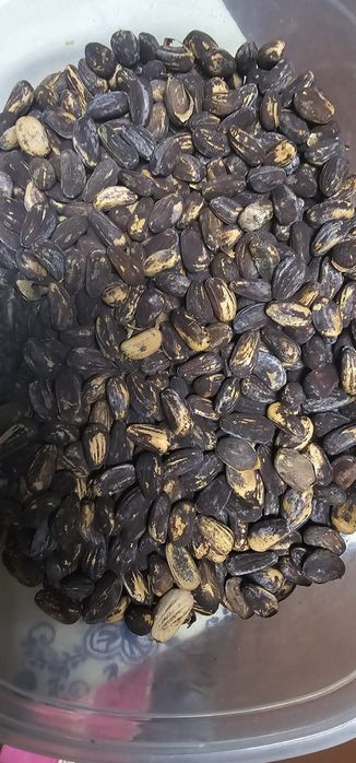 Pinhões com casca para semear