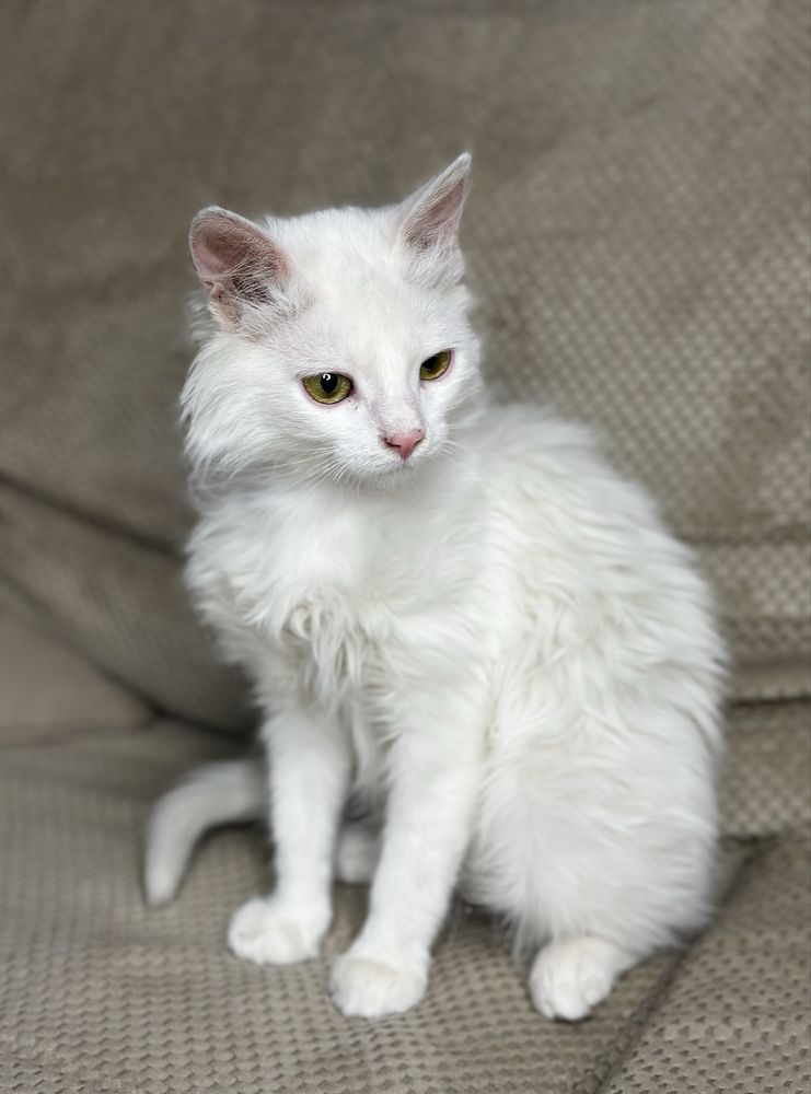 Котик в добрі ручки 5 місяців
