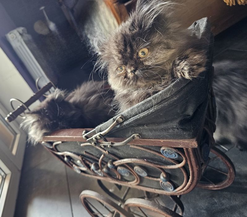 Kotki perskie 4 miesiące