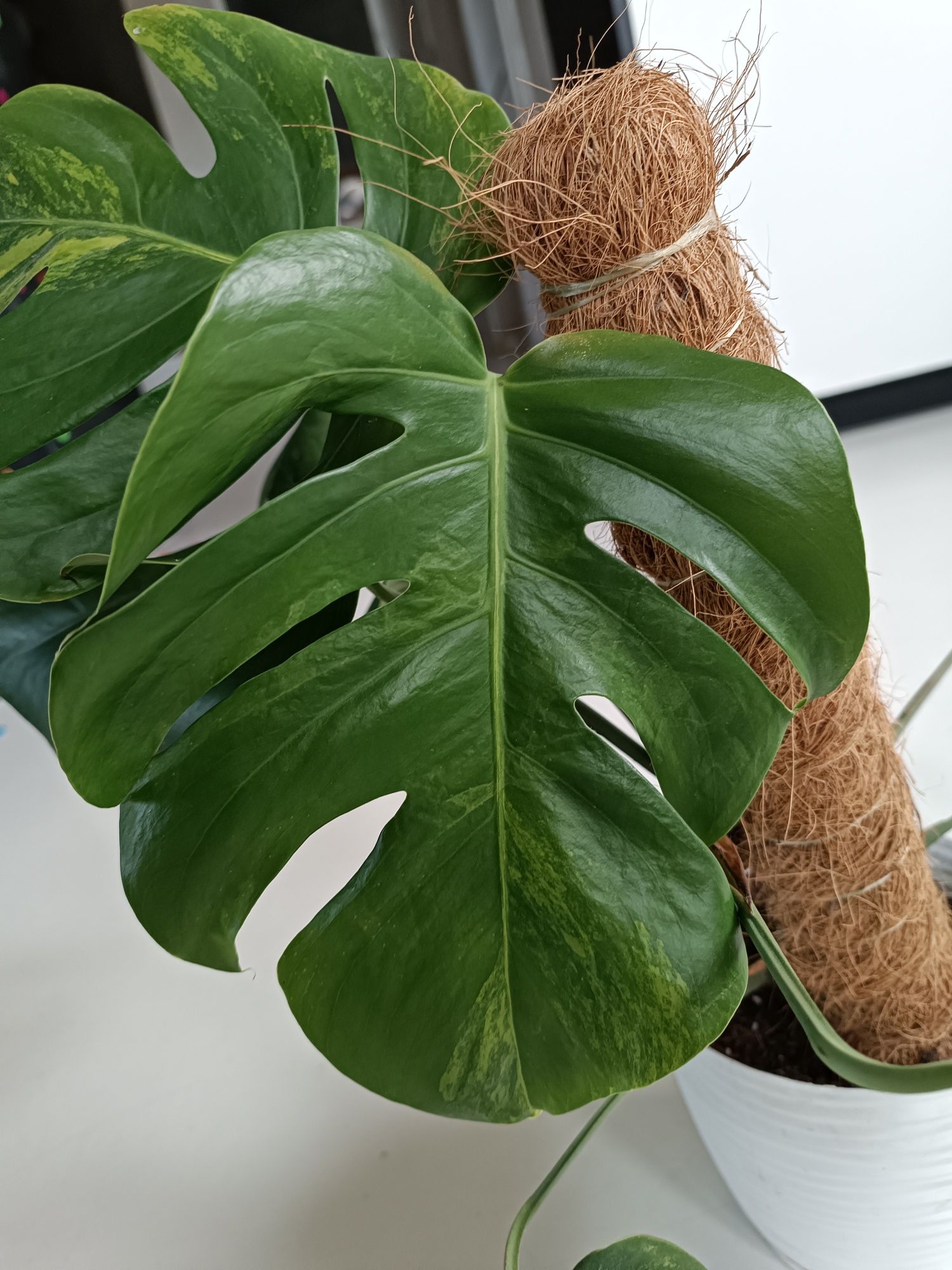 Monstera marmorata