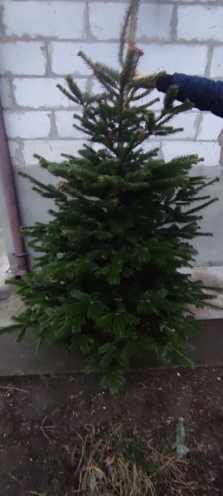 Живі новорічні ялинки з Данії