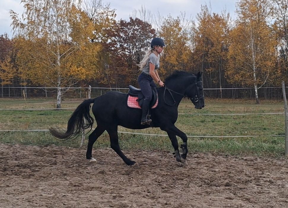 Wałach małopolski 4 letni