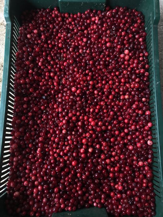 Журавлина 2025.