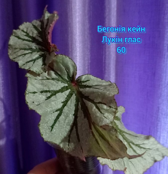 Фікус Диверсифолія вар., епіпремнум, сингоніуми, монстера