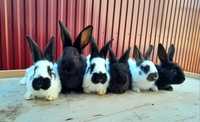 Кролики різних порід!!!