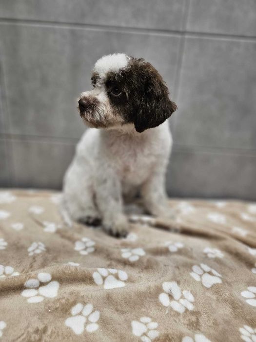 Lagotto Romagnolo FCI – biało-brązowa piesek z miotu FAIRY, Trufflove