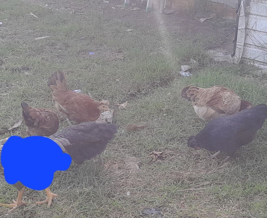 Garnisés fêmeas  sem raça defenida