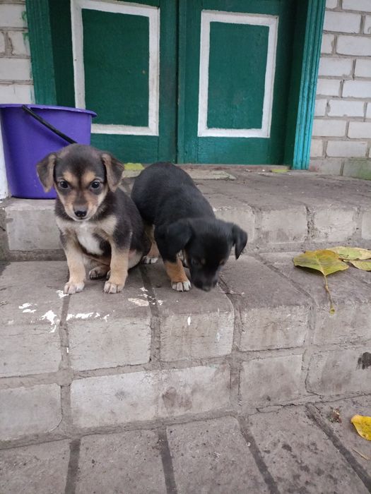 Цуценята песики щенки