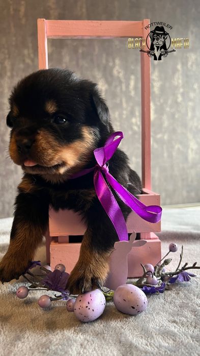 Щенки ротвейлера крови известных питомников