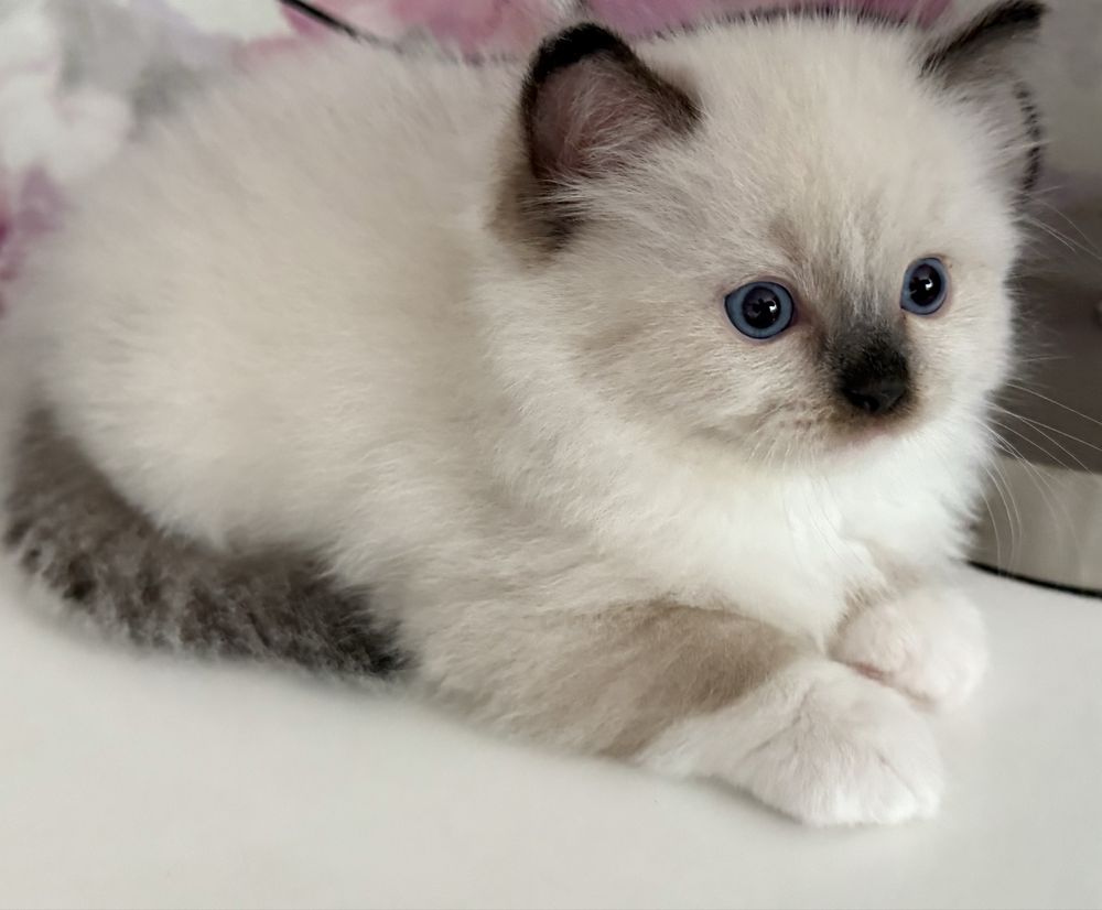 Kocurek Gucio seal mitted  ragdoll ragdolle kocur kocury