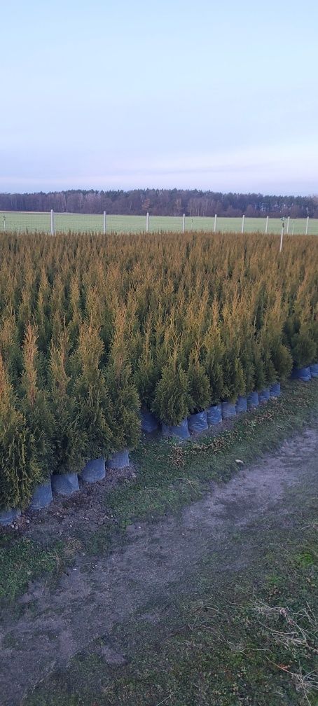 Tuja Smaragd 120 cm tuje 140 thuja szmaragd laurowisnia brabant olszty