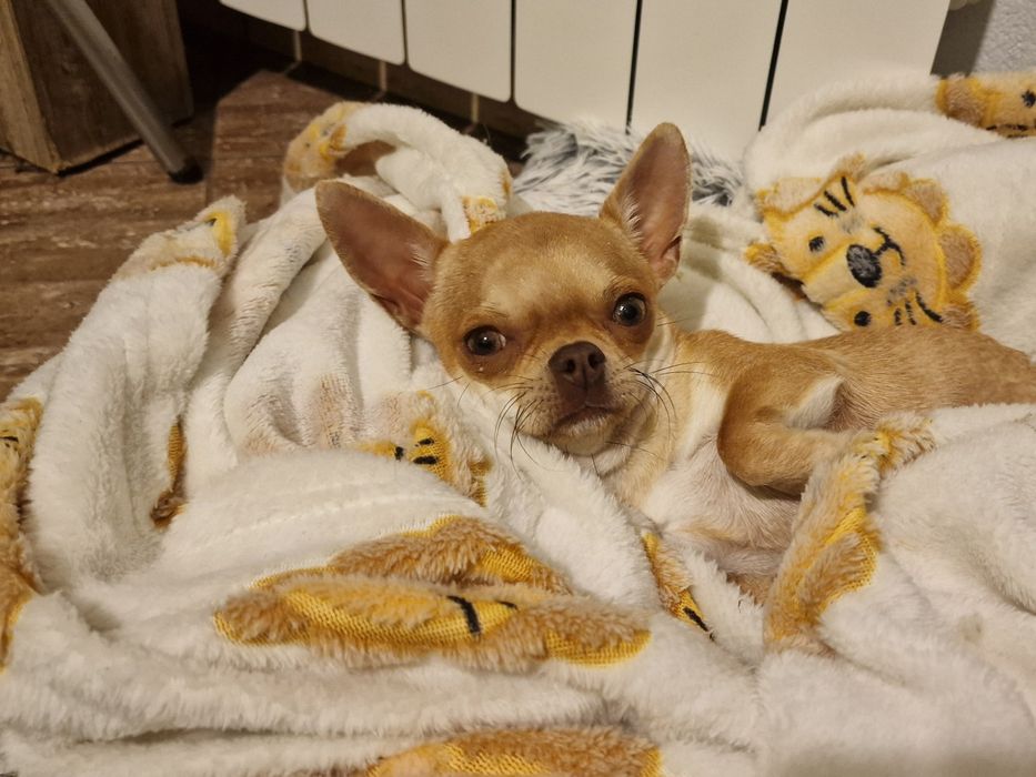 Chihuahua Krótkowłosa. Sunia, meega maleńka dla miłośników tej rasy.