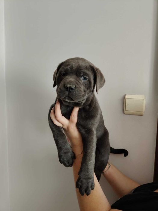 Piekny piesek cane corso Cookie gotowy do odbioru