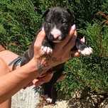 Bulterier Miniaturowy Miniature Bull Terrier